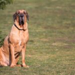 nagy-testu-kutyafajtak-150x150 Home Enterprise