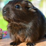 tengerimalac-kereskedesek--150x150 Home Enterprise