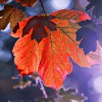 oszi-falevel-150x150 Home Enterprise